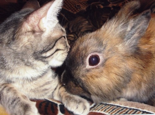 Кот и кролик